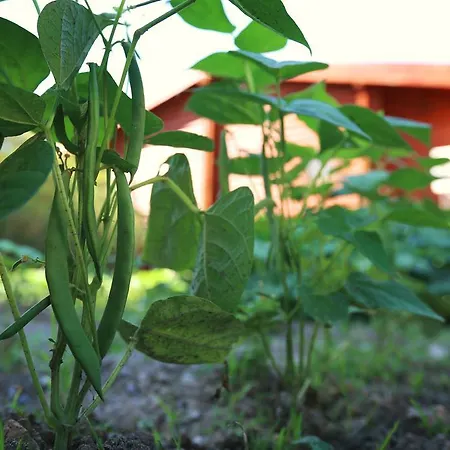 Hayitbuku Ahsapevleri בית הארחה *