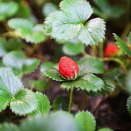 Hayitbuku Ahsapevleri בית הארחה