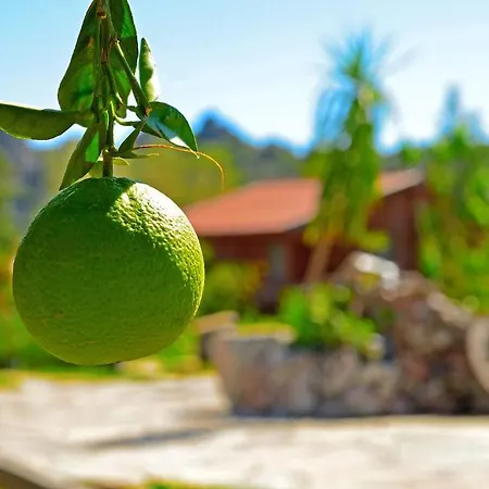 Hayitbuku Ahsapevleri Pensjonat